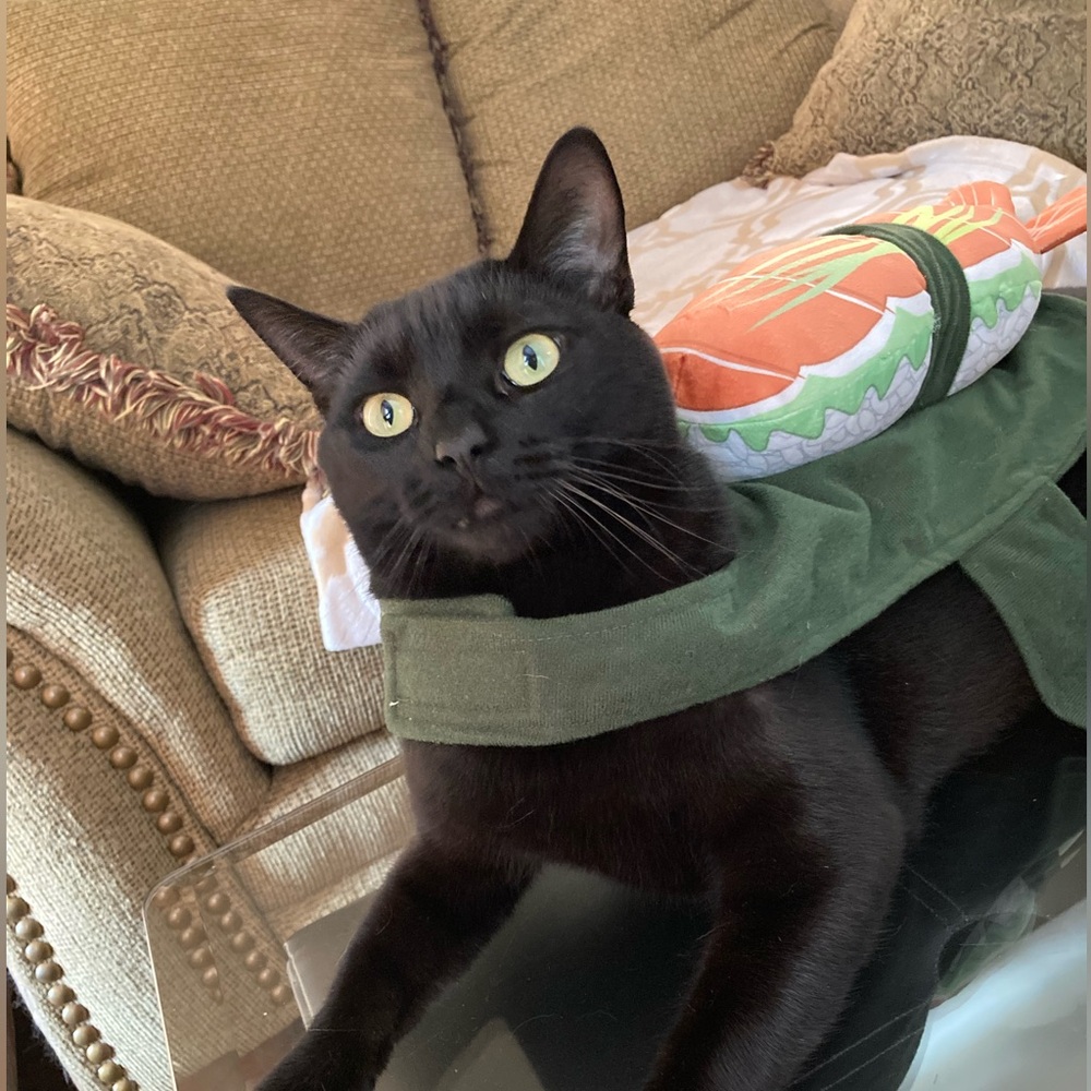 Share Show || Like To Be Notified Of Lives